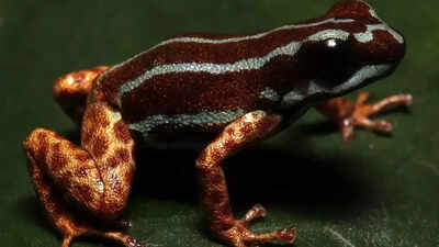 Copper-legged blue frog from poison dart family discovered in the Amazon rainforest |